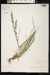 Lolium perenne image