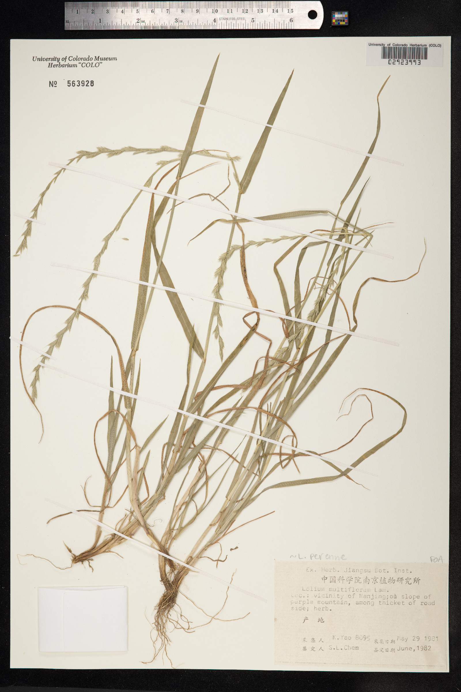 Lolium perenne image