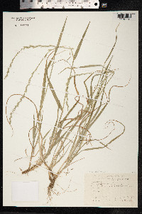 Lolium perenne image