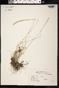 Lolium perenne image