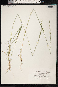 Lolium perenne image