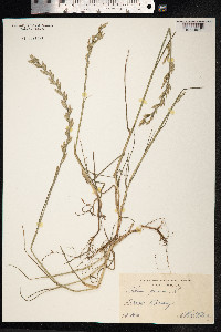 Lolium perenne image