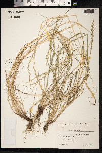 Lolium perenne image