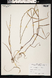 Lolium perenne image
