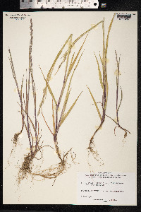 Lolium perenne image