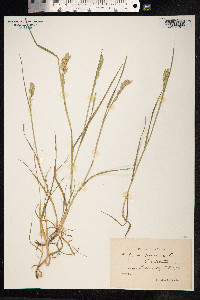 Lolium perenne image