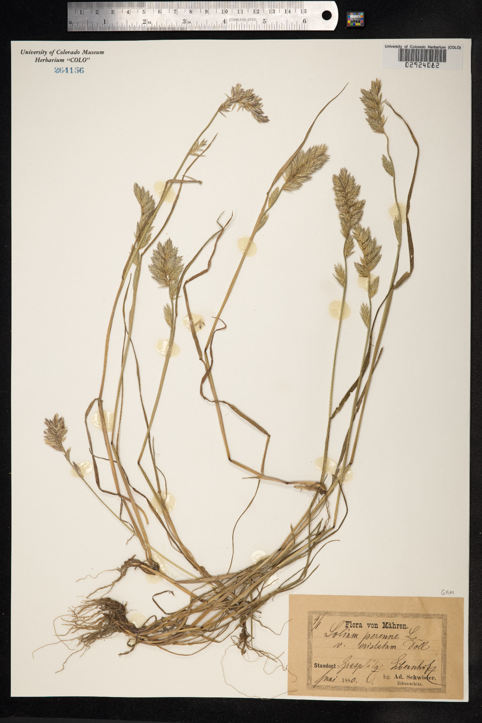 Lolium perenne image