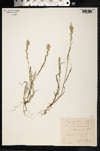 Lolium perenne image