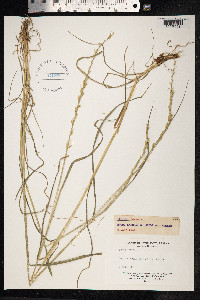 Lolium perenne image