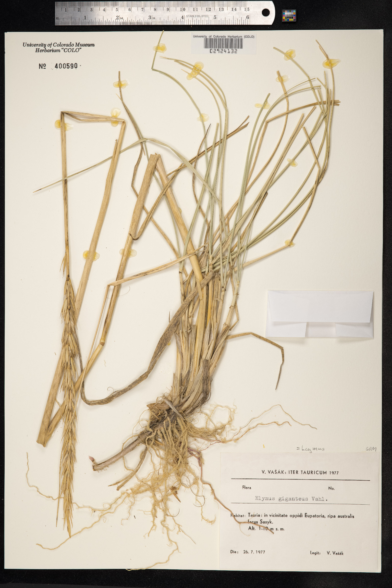 Leymus racemosus image