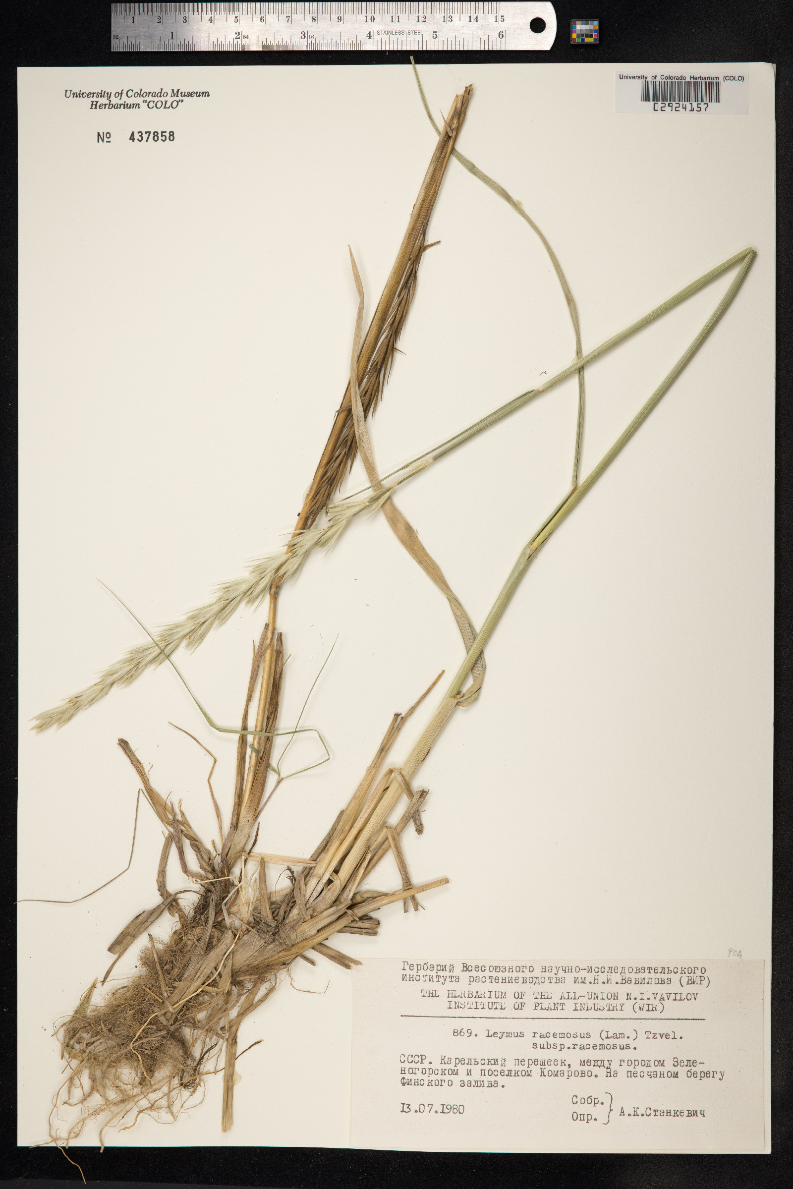 Leymus racemosus image