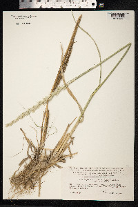 Leymus racemosus image