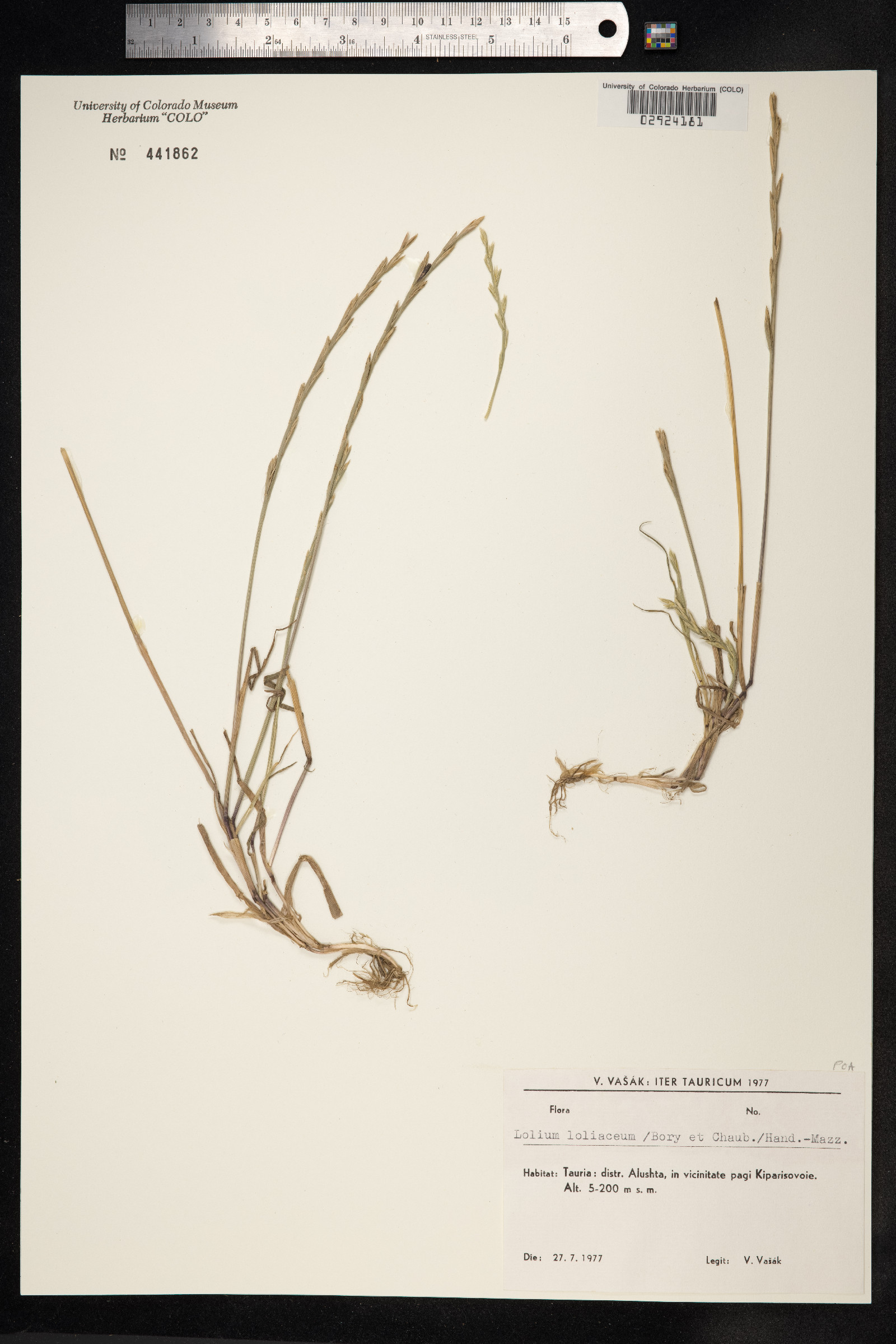 Lolium image