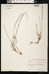Image of Lolium lepturoides