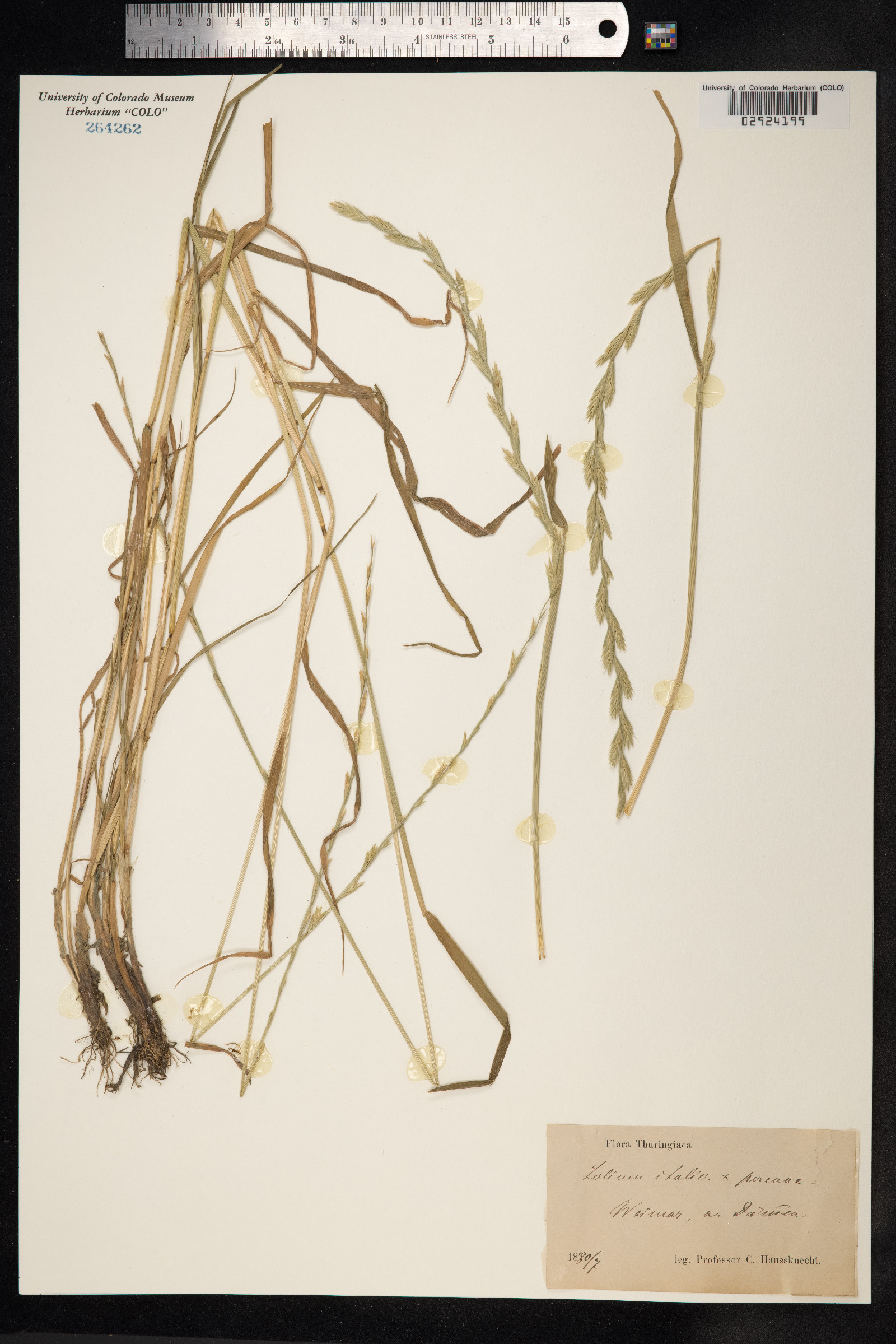 Lolium rigidum ssp. lepturoides image