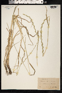 Lolium rigidum image