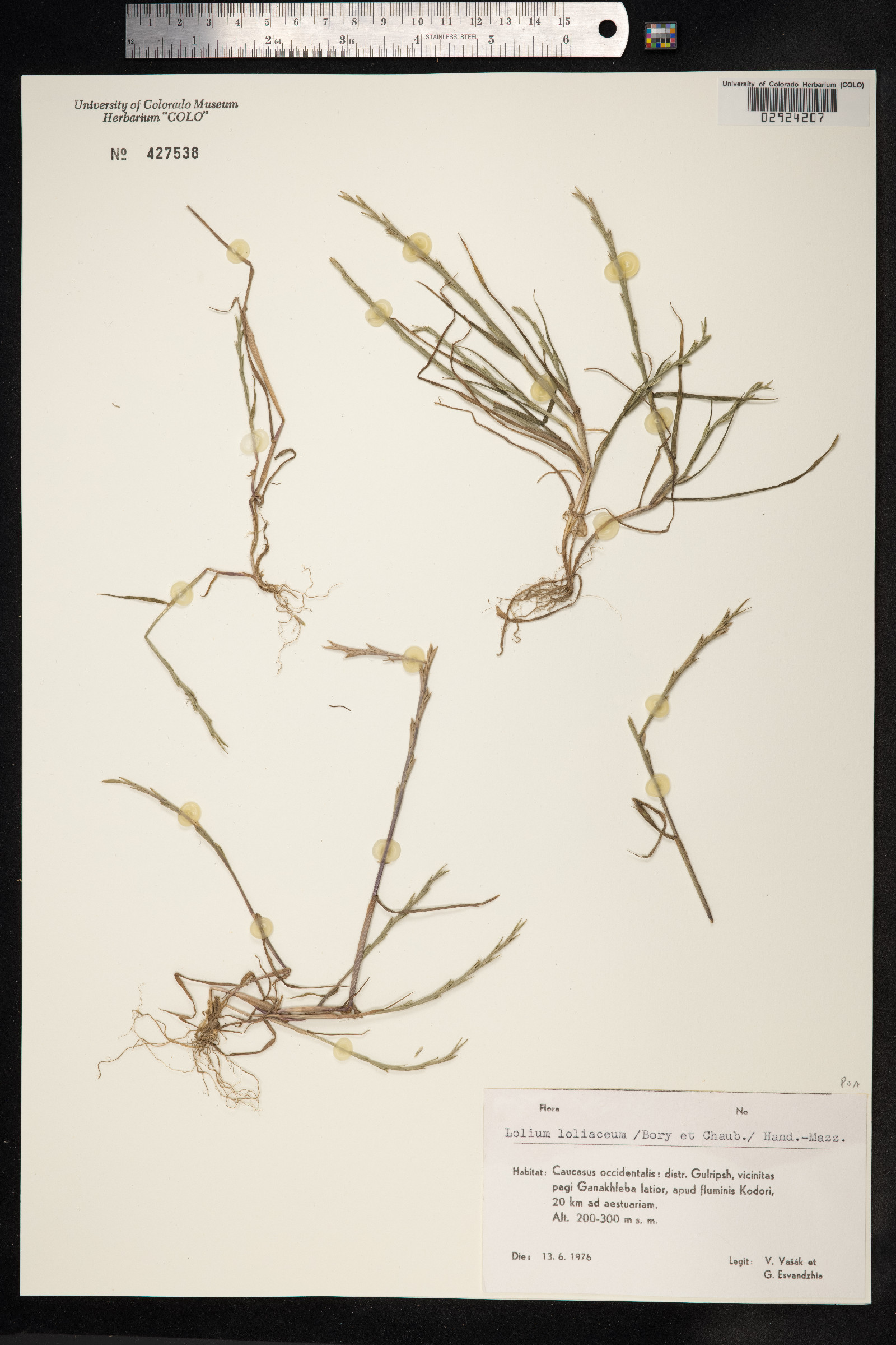 Lolium rigidum ssp. lepturoides image