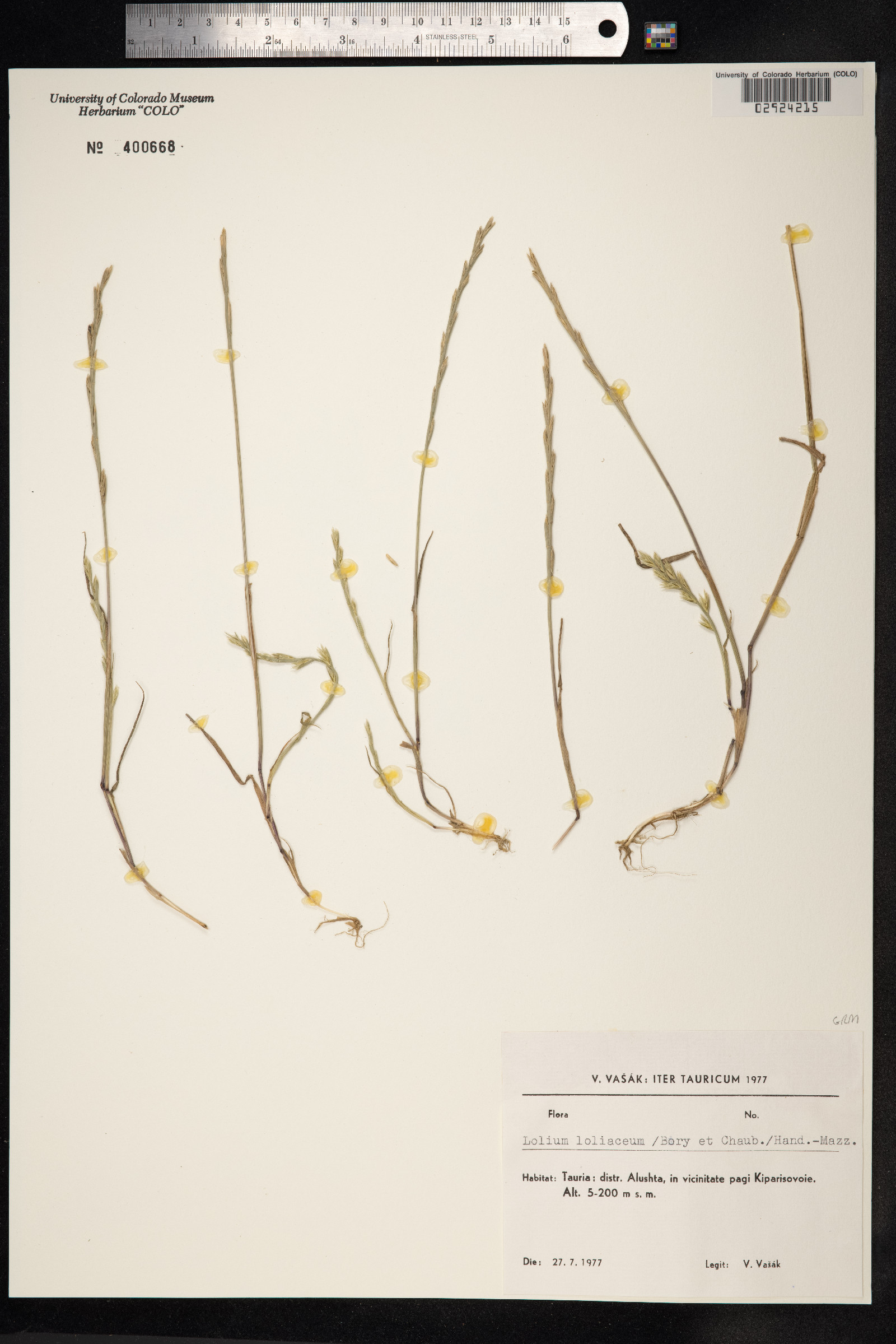 Lolium rigidum ssp. lepturoides image