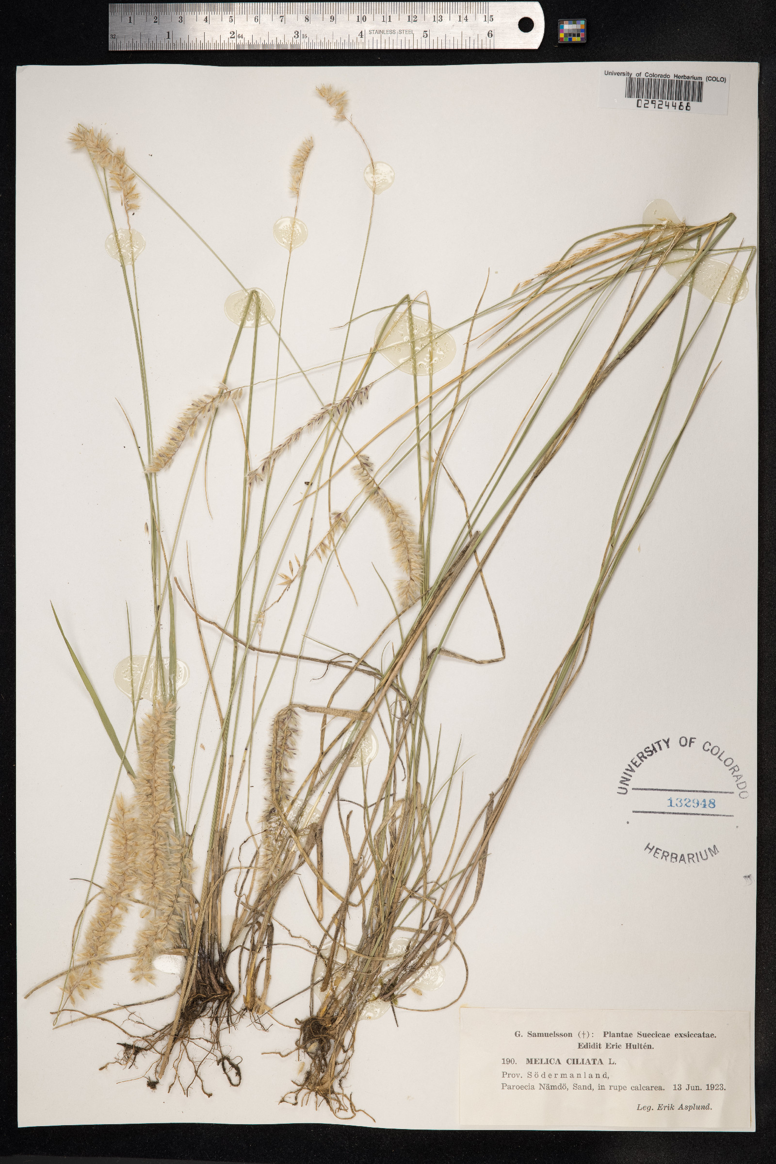 Melica ciliata image