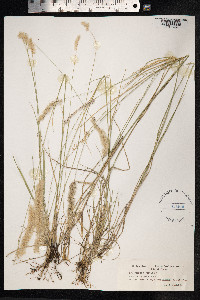 Melica ciliata image