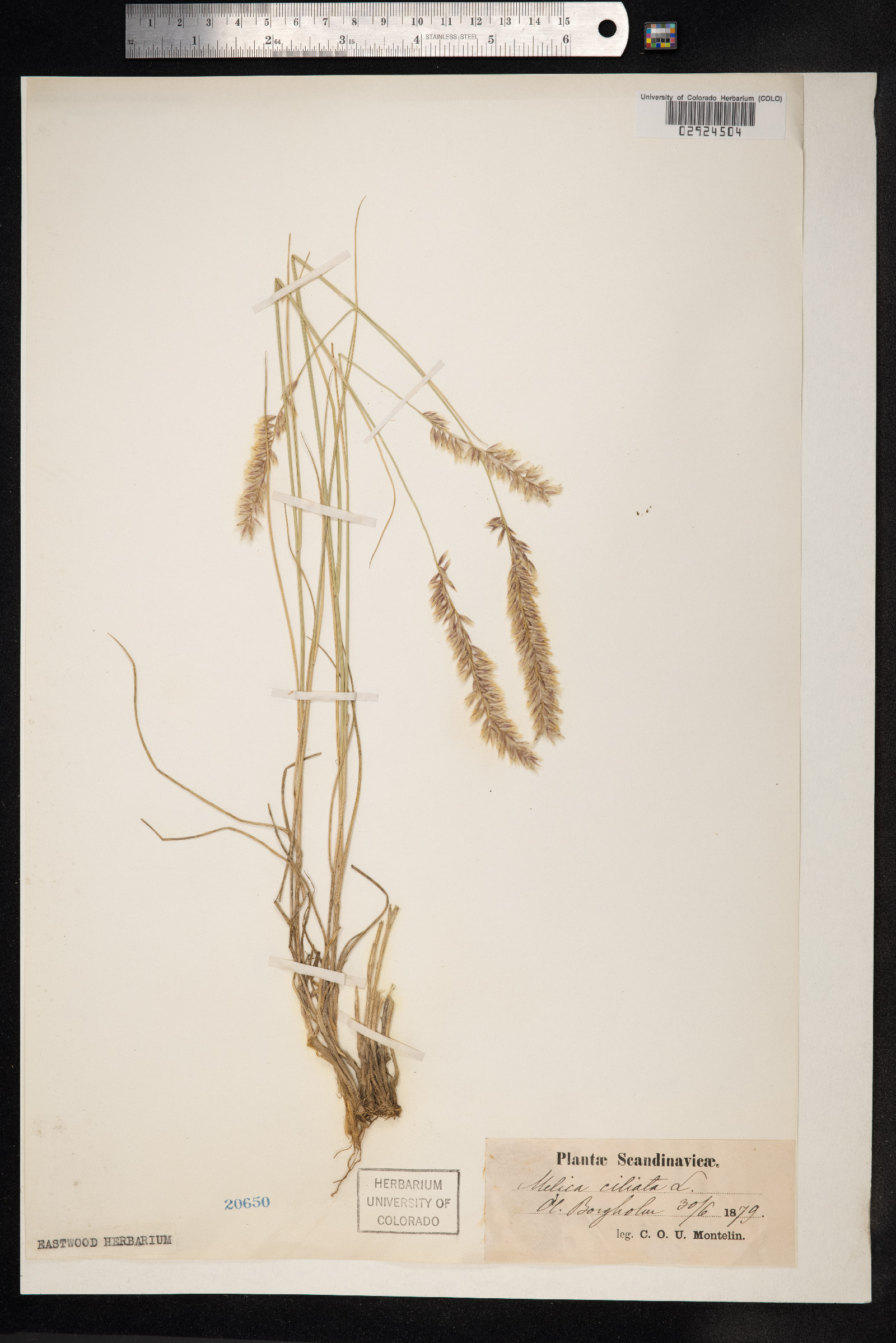 Melica ciliata image