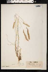 Melica ciliata image