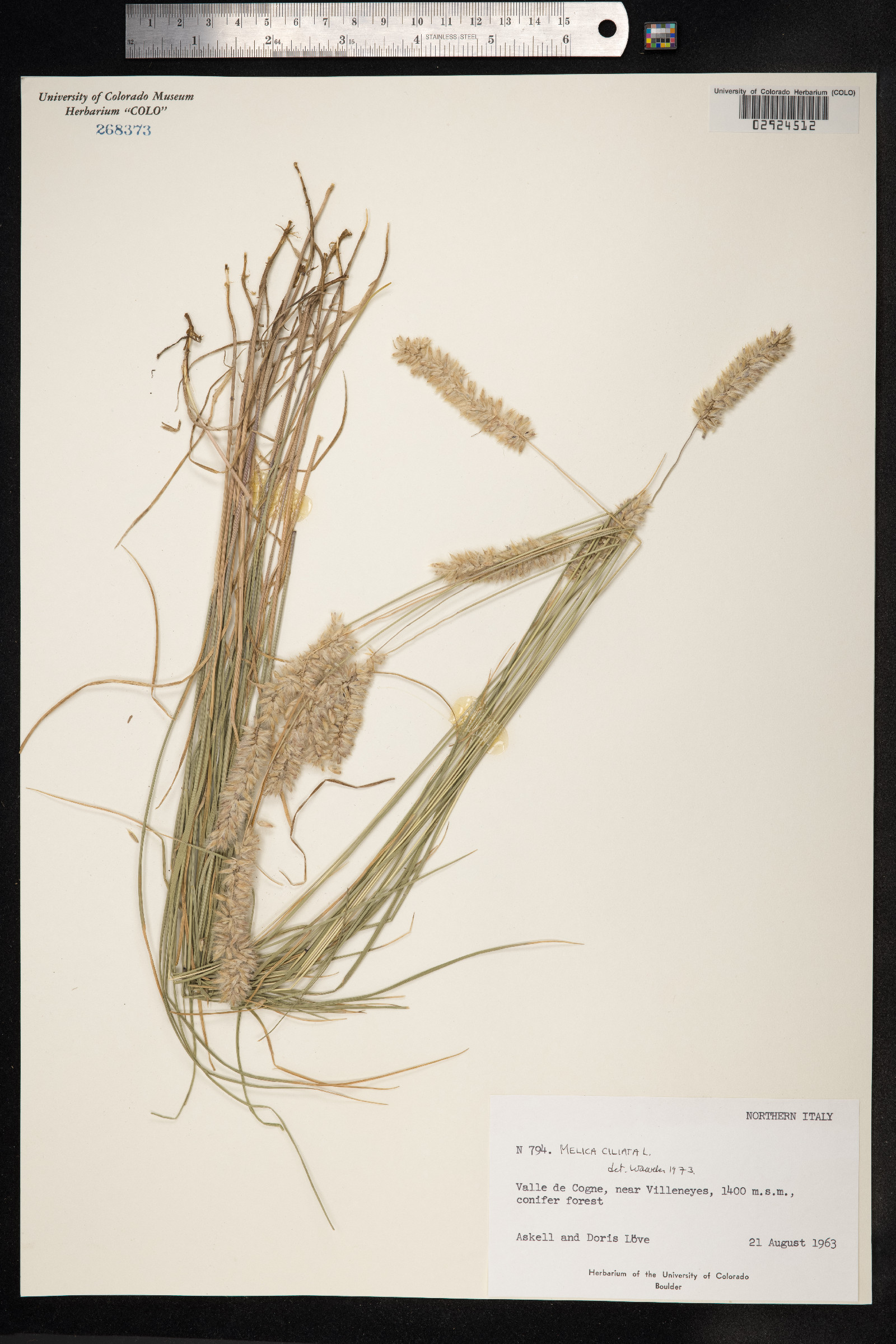 Melica ciliata image