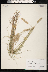 Melica ciliata image