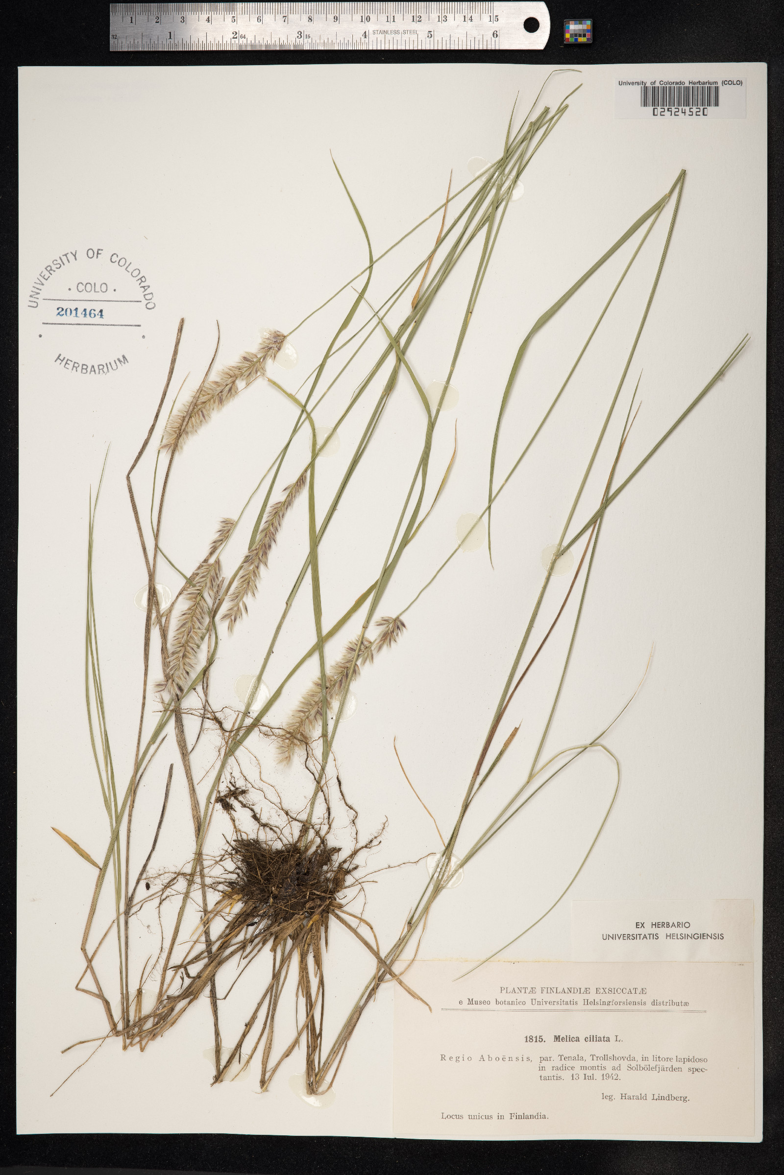 Melica ciliata image