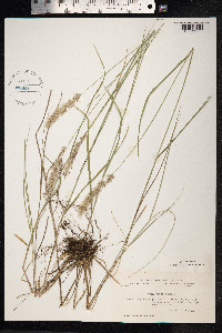 Melica ciliata image