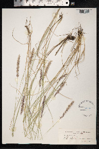 Melica ciliata image