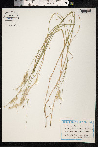 Melica ciliata image