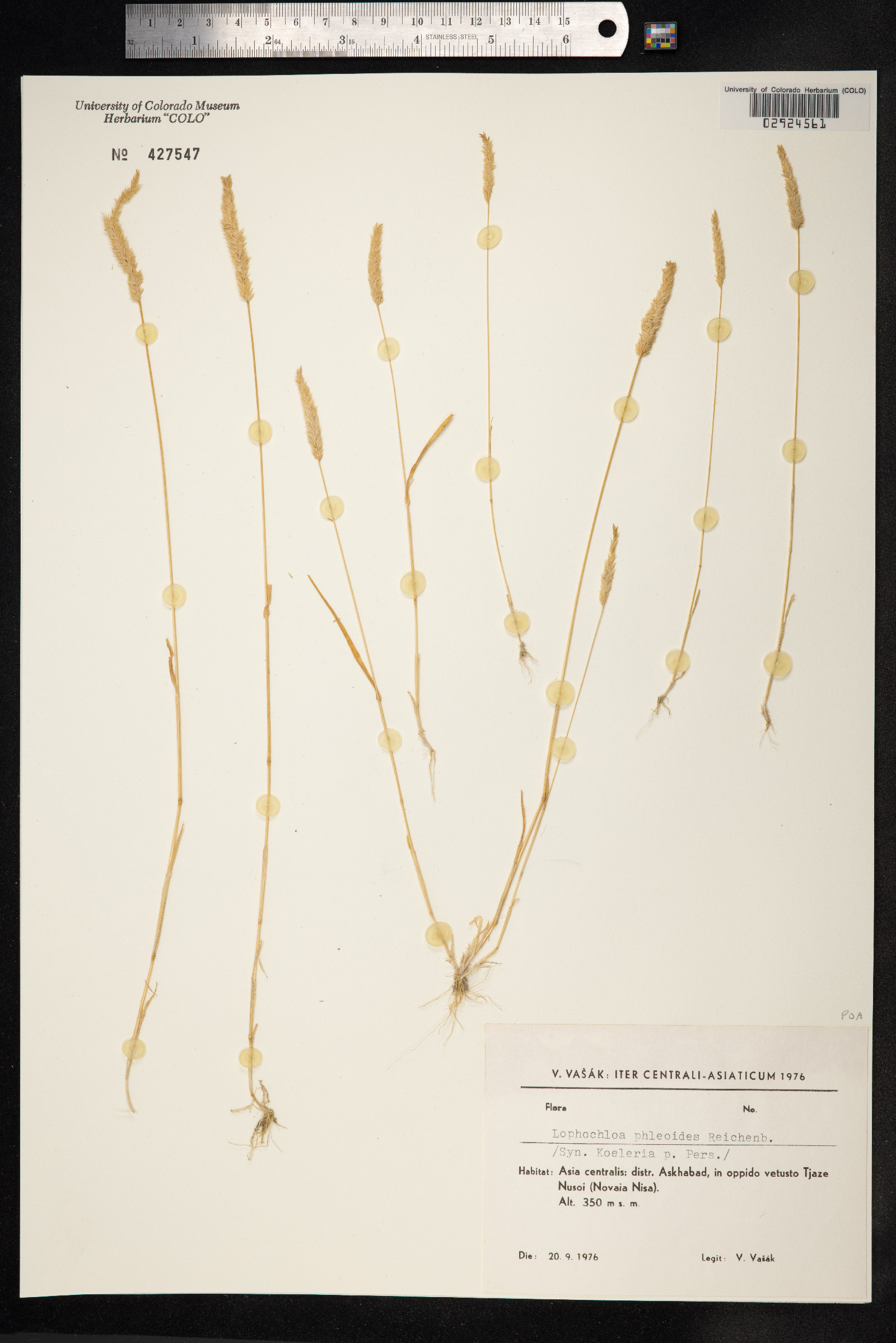 Rostraria cristata image