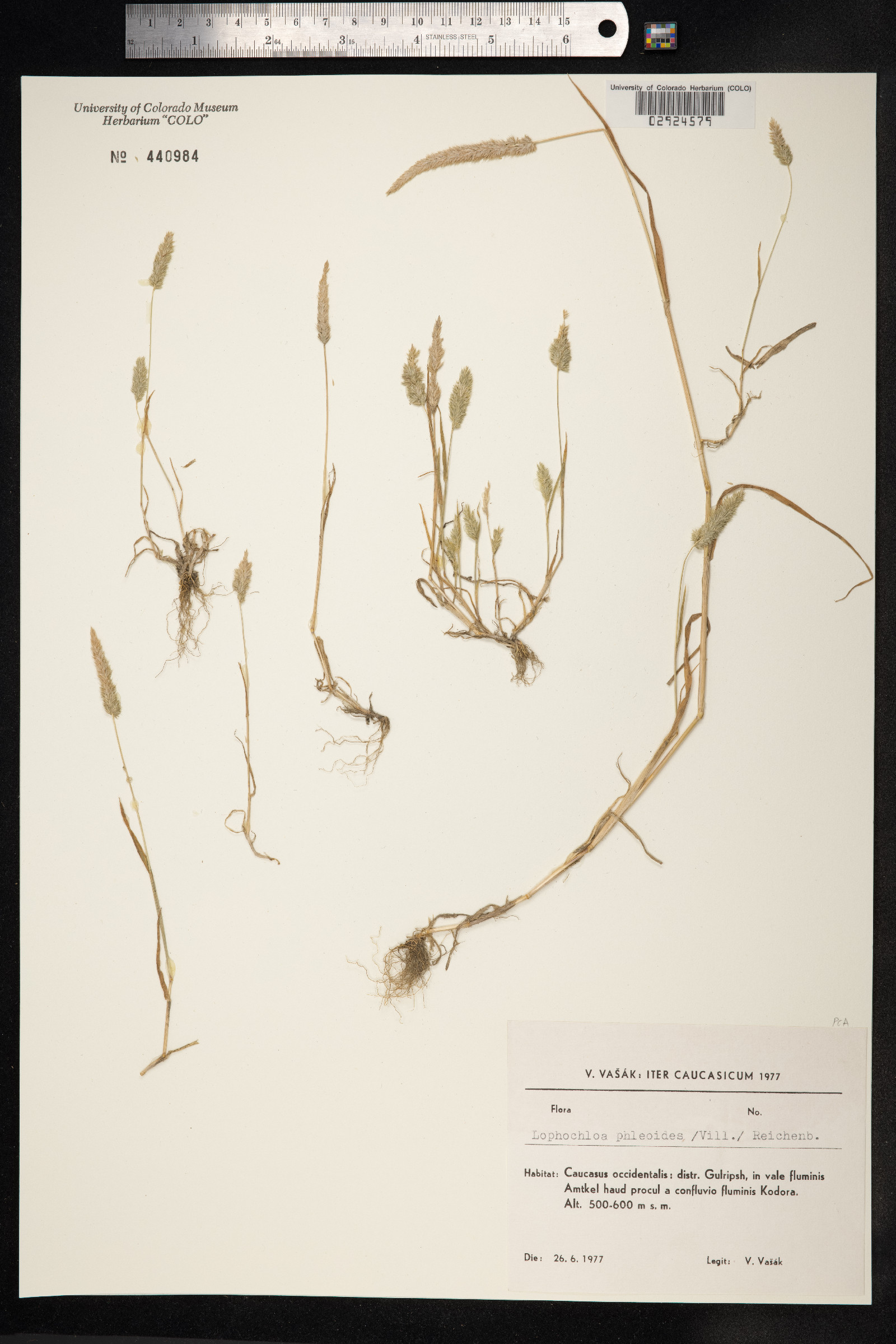 Rostraria cristata image