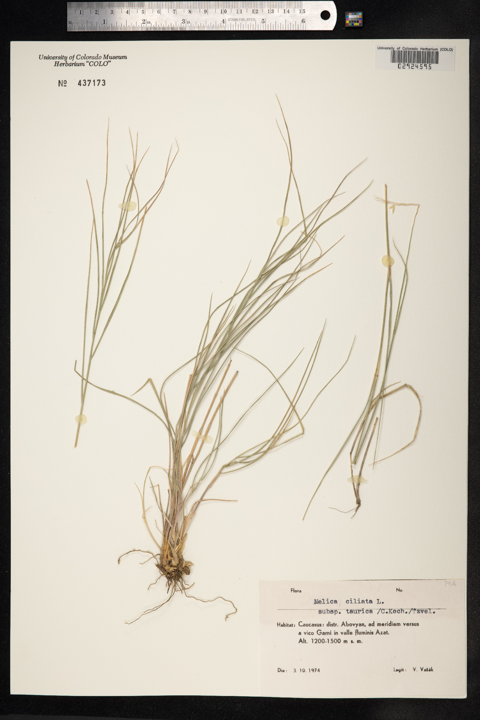 Melica ciliata image