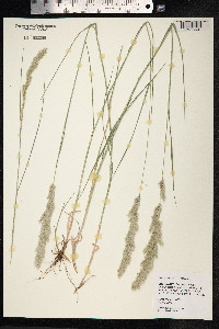 Melica ciliata image
