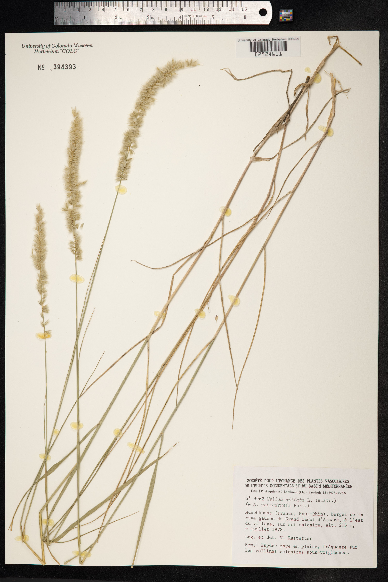 Melica ciliata image