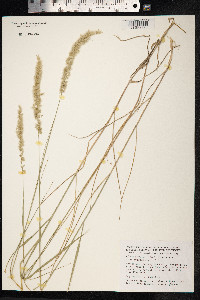 Melica ciliata image