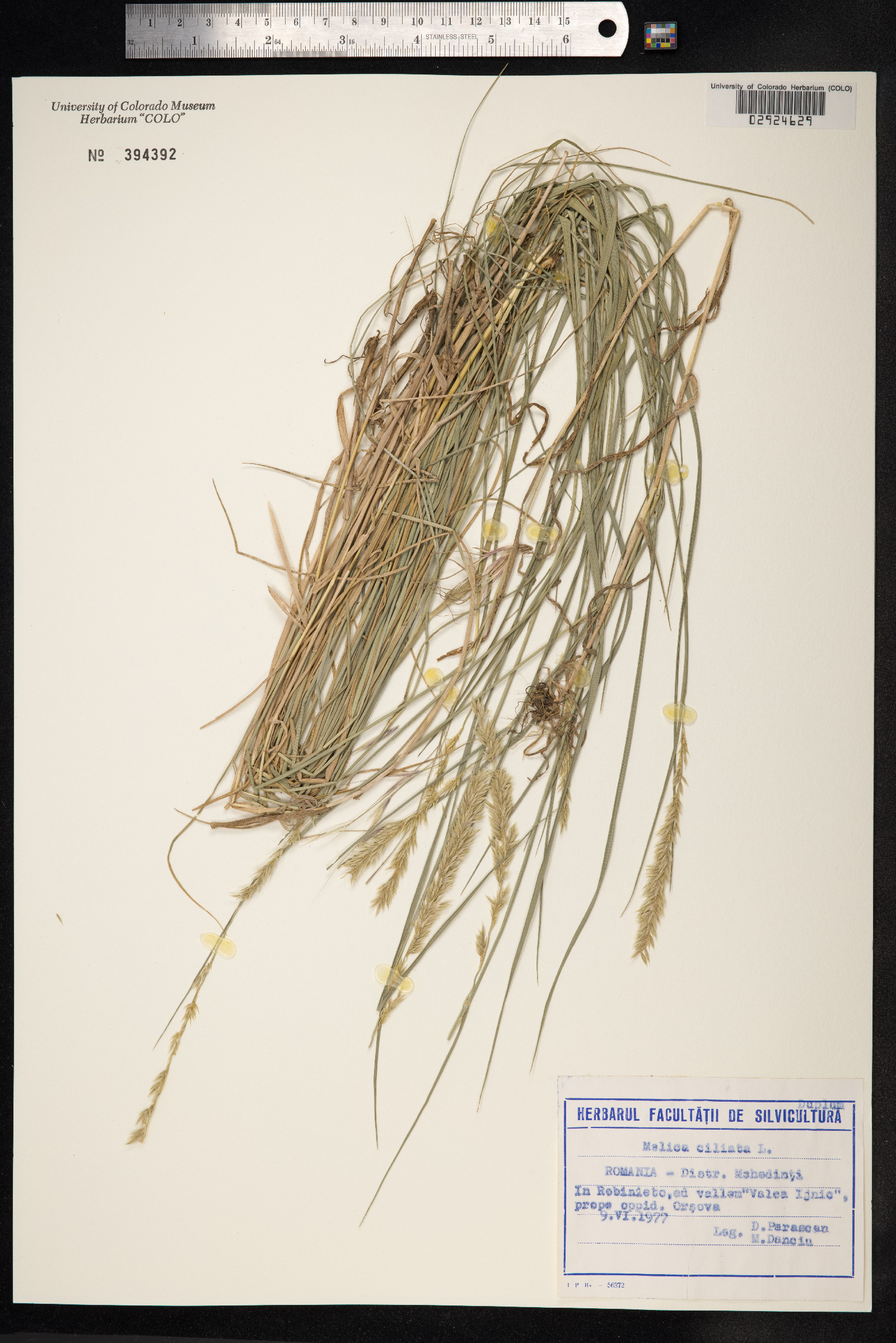 Melica ciliata image