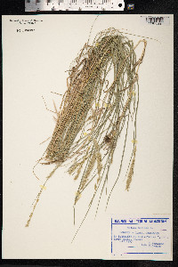 Melica ciliata image