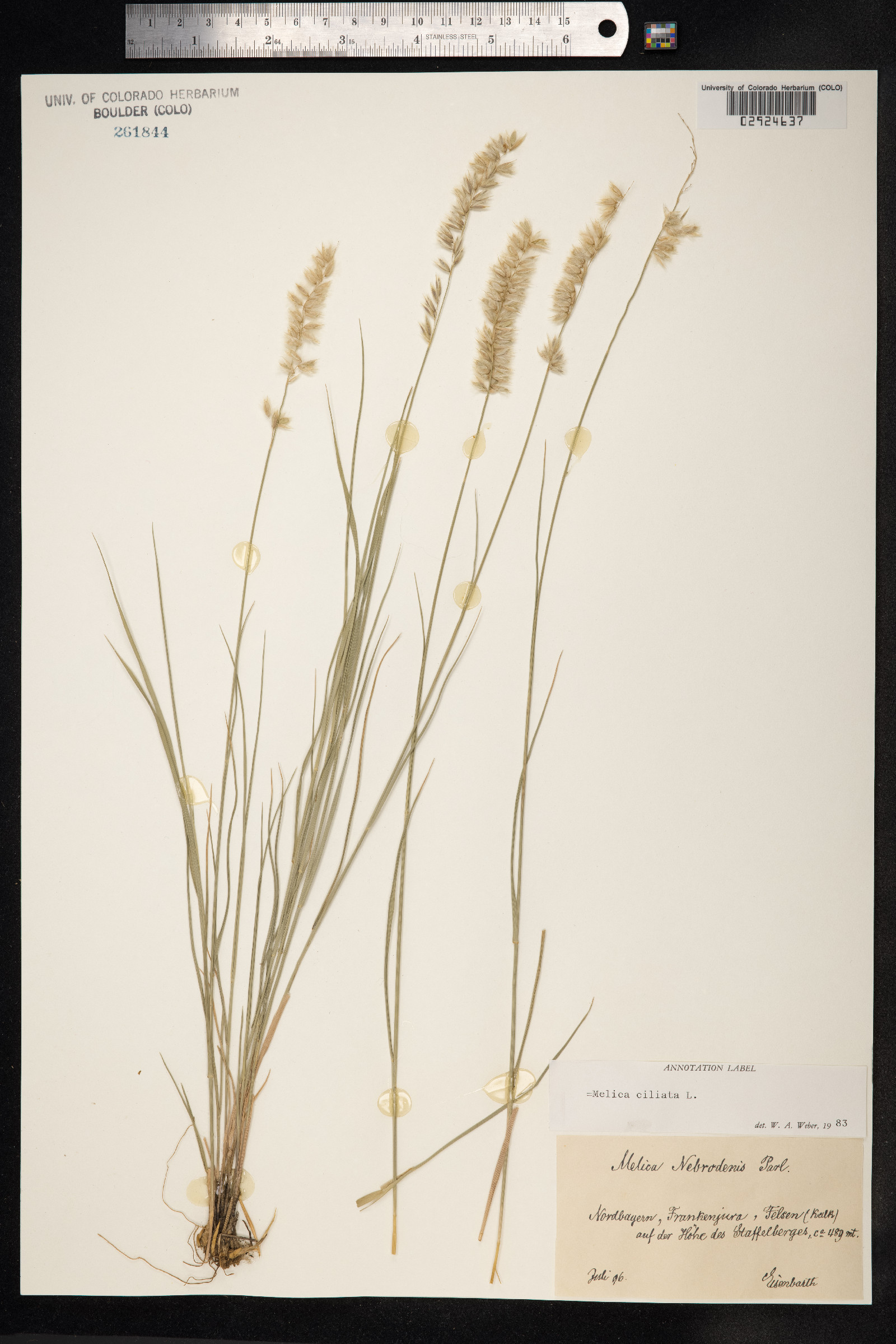 Melica ciliata image
