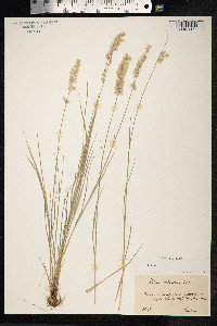 Melica ciliata image