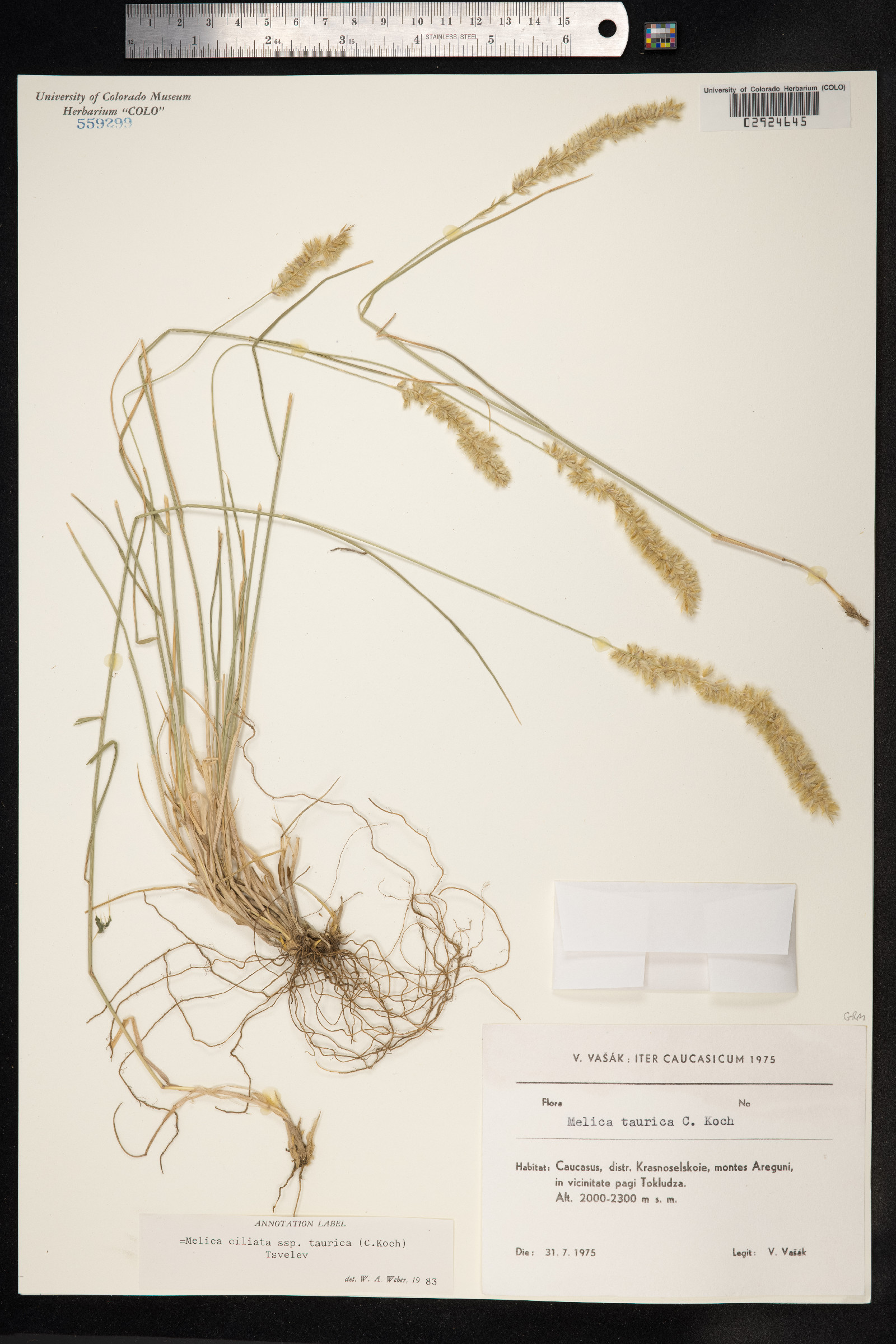 Melica ciliata image