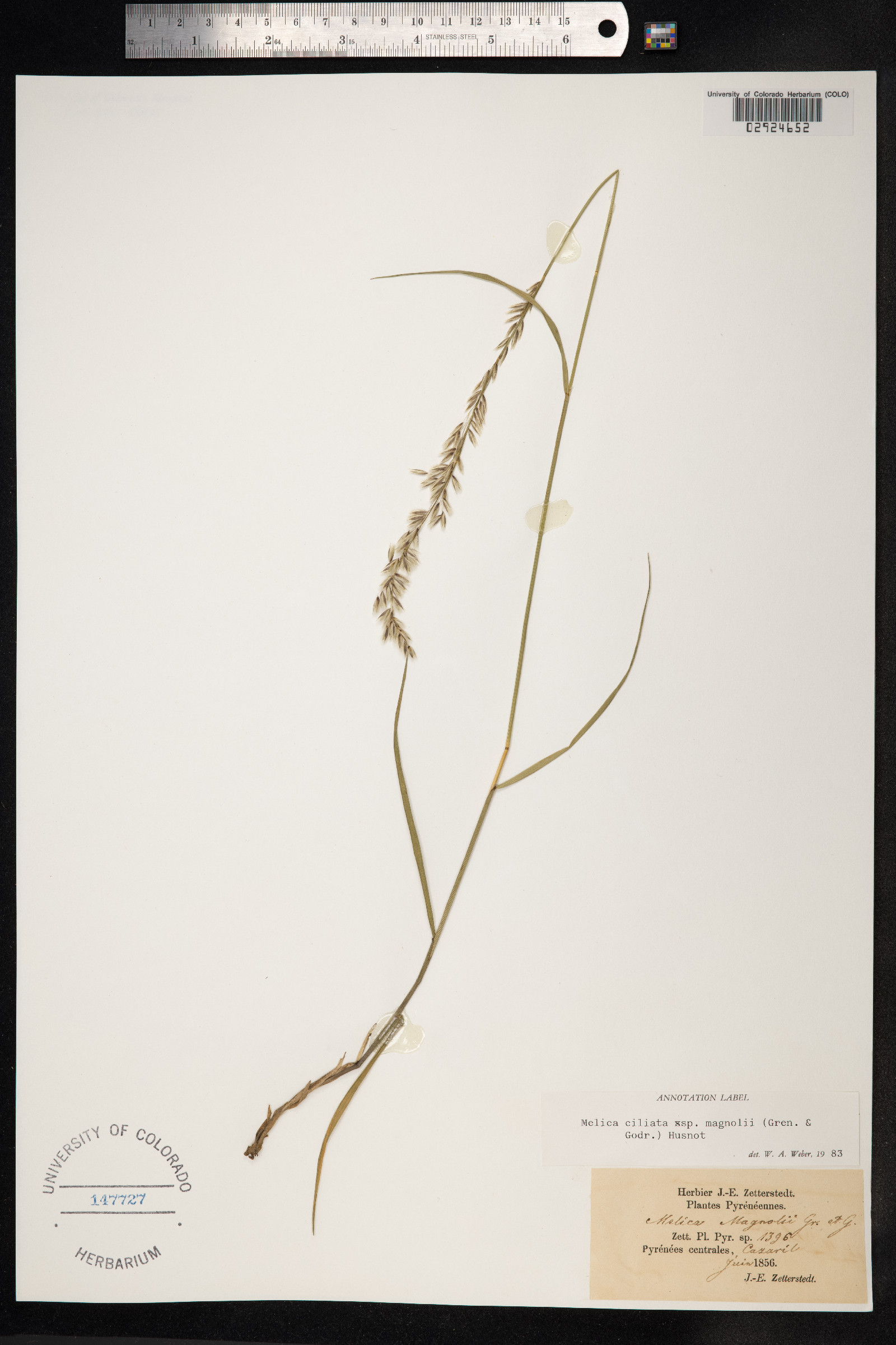 Melica ciliata image