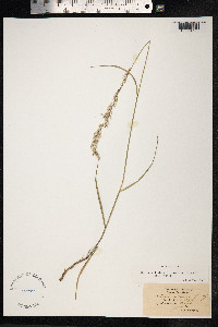 Melica ciliata image