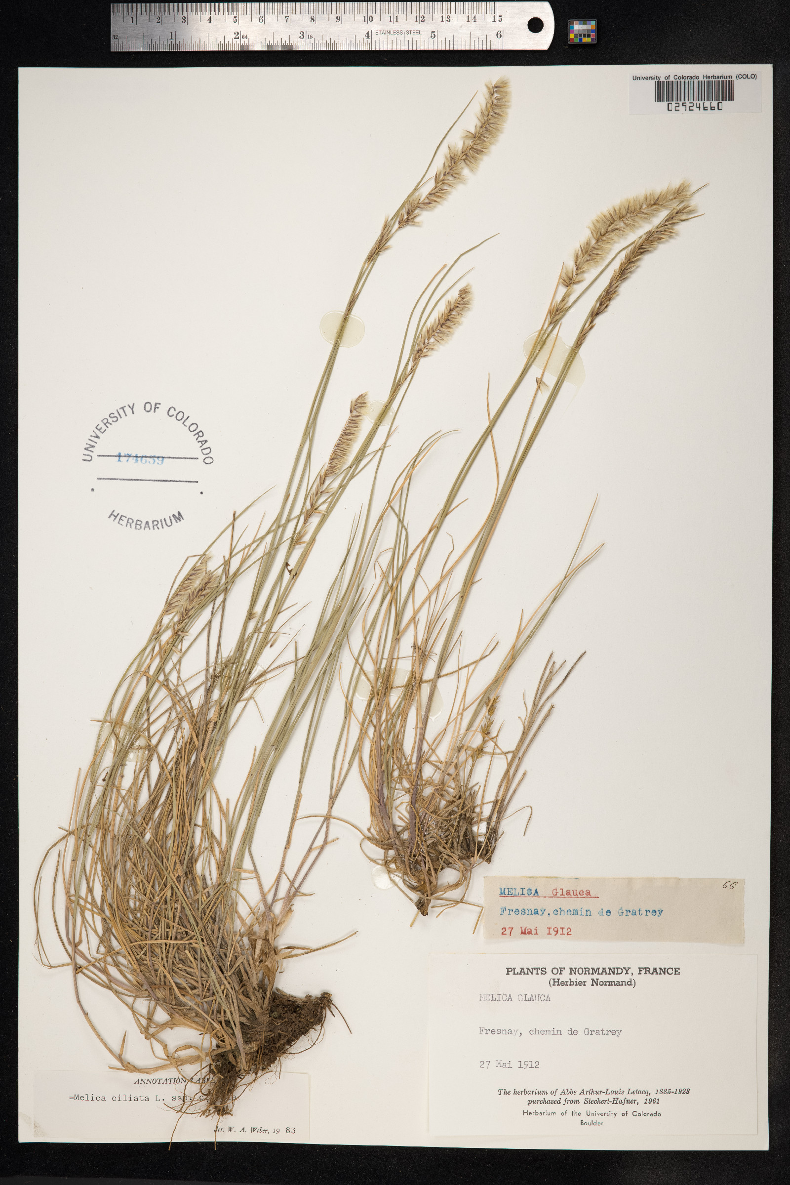 Melica ciliata image