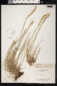Melica ciliata image