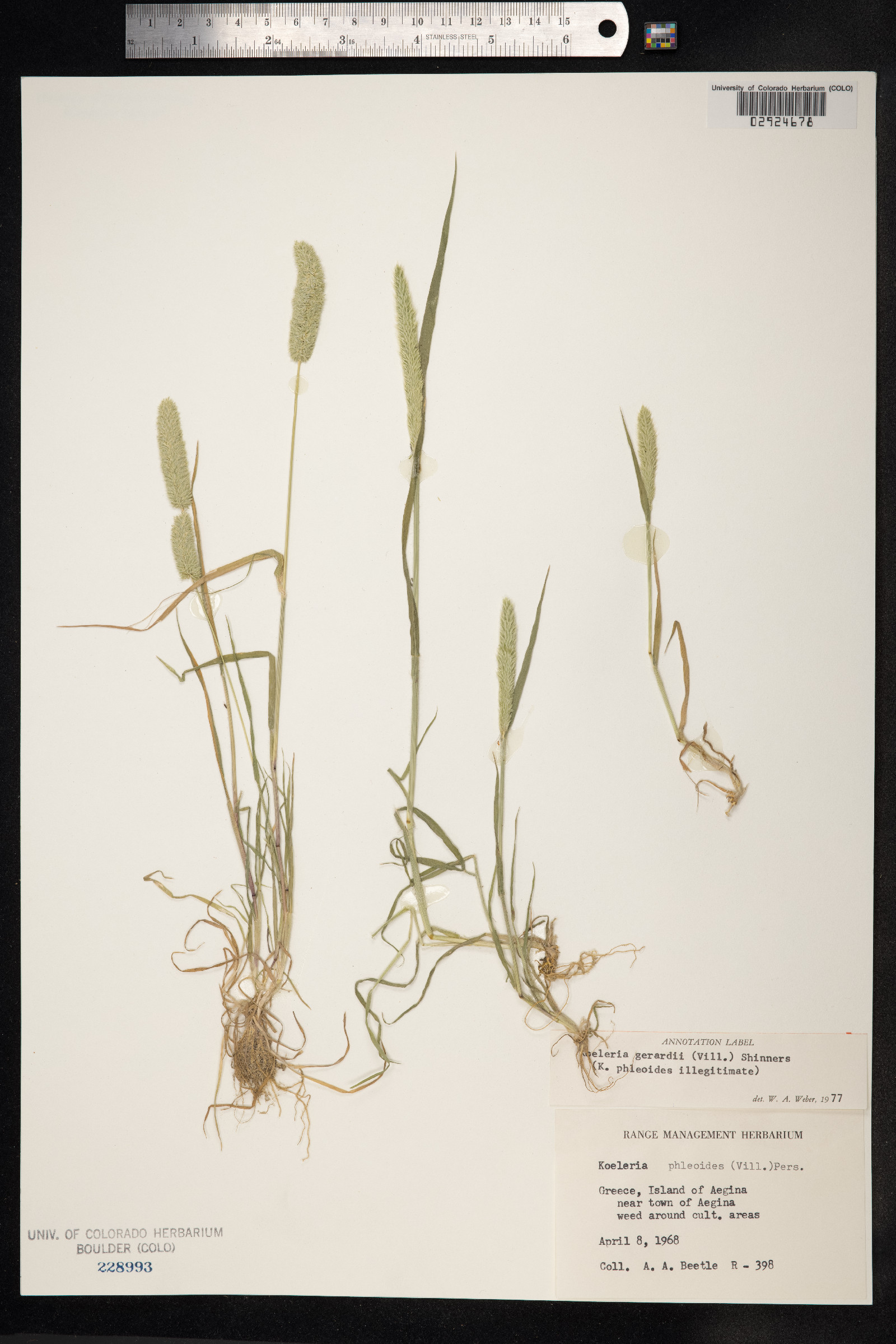 Rostraria image