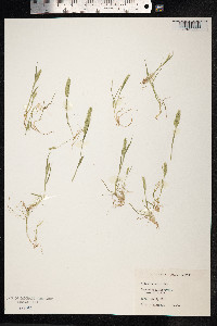 Rostraria cristata image