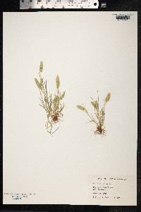 Rostraria cristata image